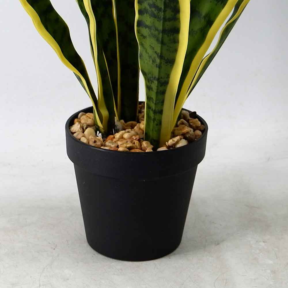 MC20-9182J Sansevieria