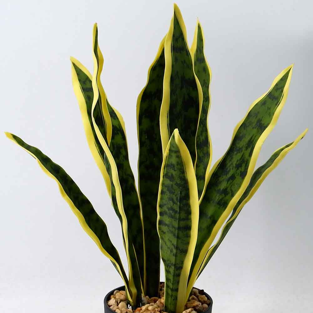 MC20-9182J Sansevieria