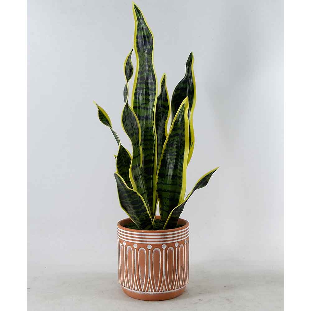 MC21-11522P Sansevieria