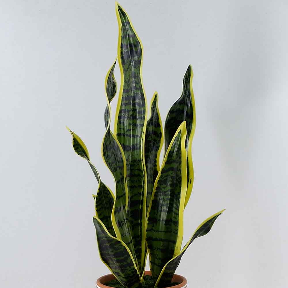 MC21-11522P Sansevieria