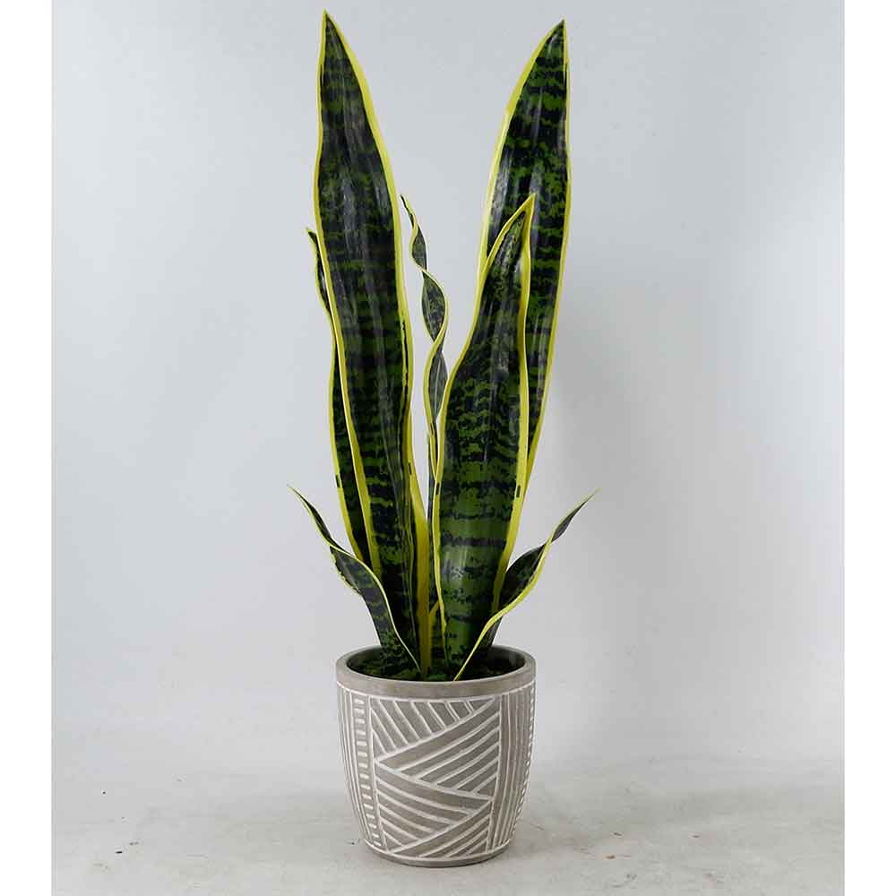 MC21-11528S Sansevieria