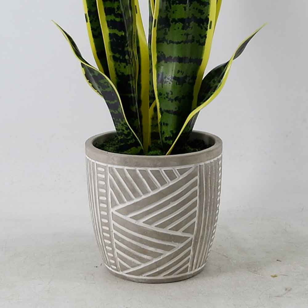 MC21-11528S Sansevieria