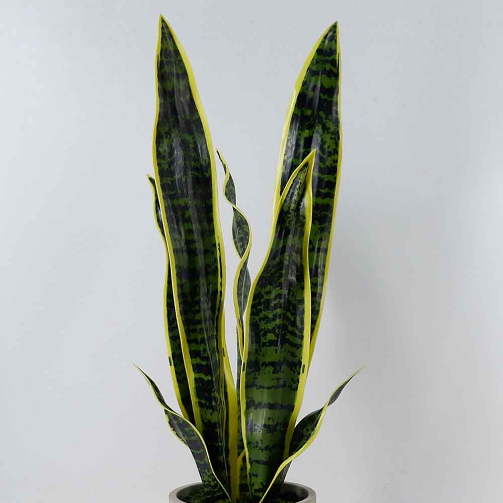 MC21-11528S Sansevieria