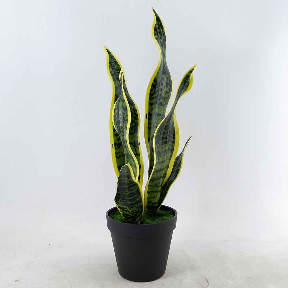 MC22-11920J Sansevieria