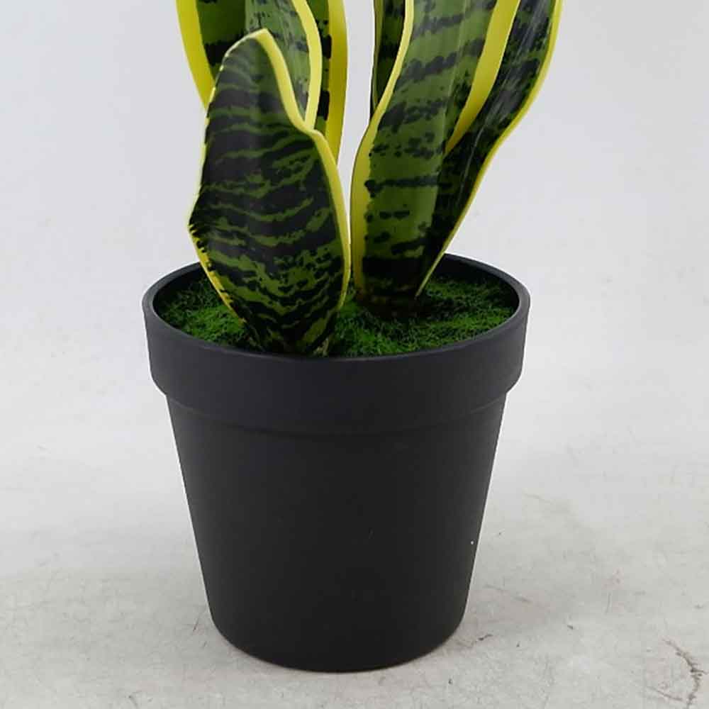 MC22-11920J Sansevieria