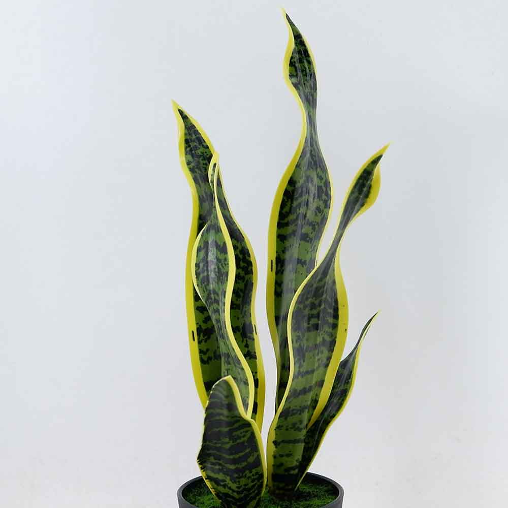 MC22-11920J Sansevieria