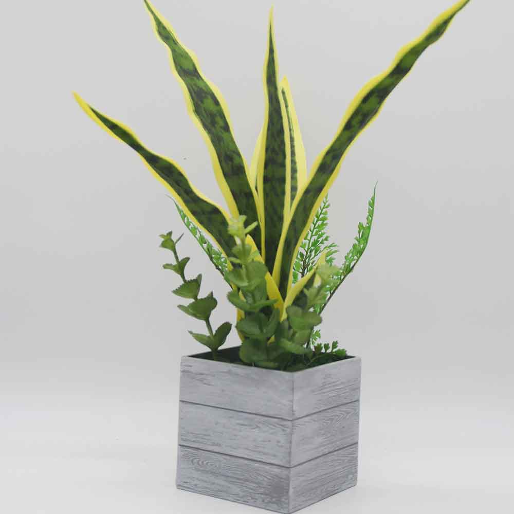 MC0142 Sansevieria