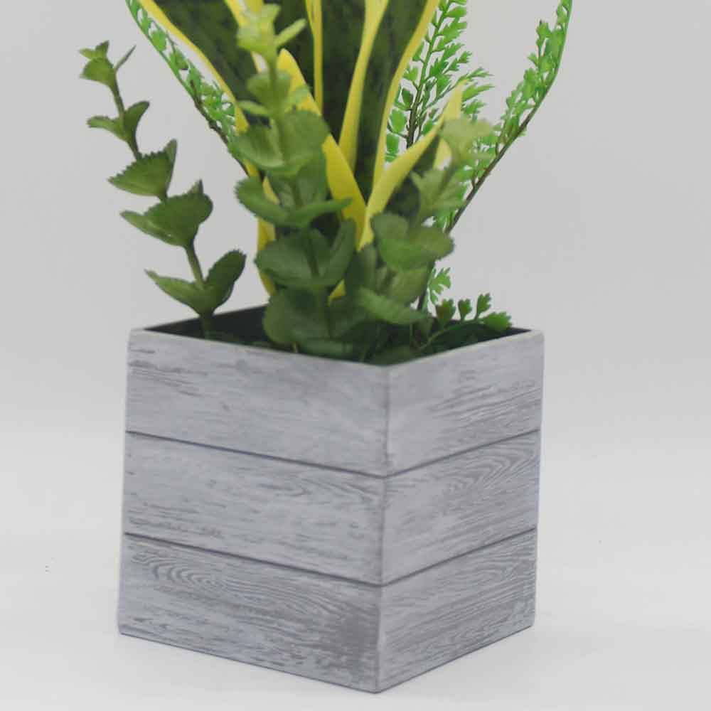 MC0142 Sansevieria