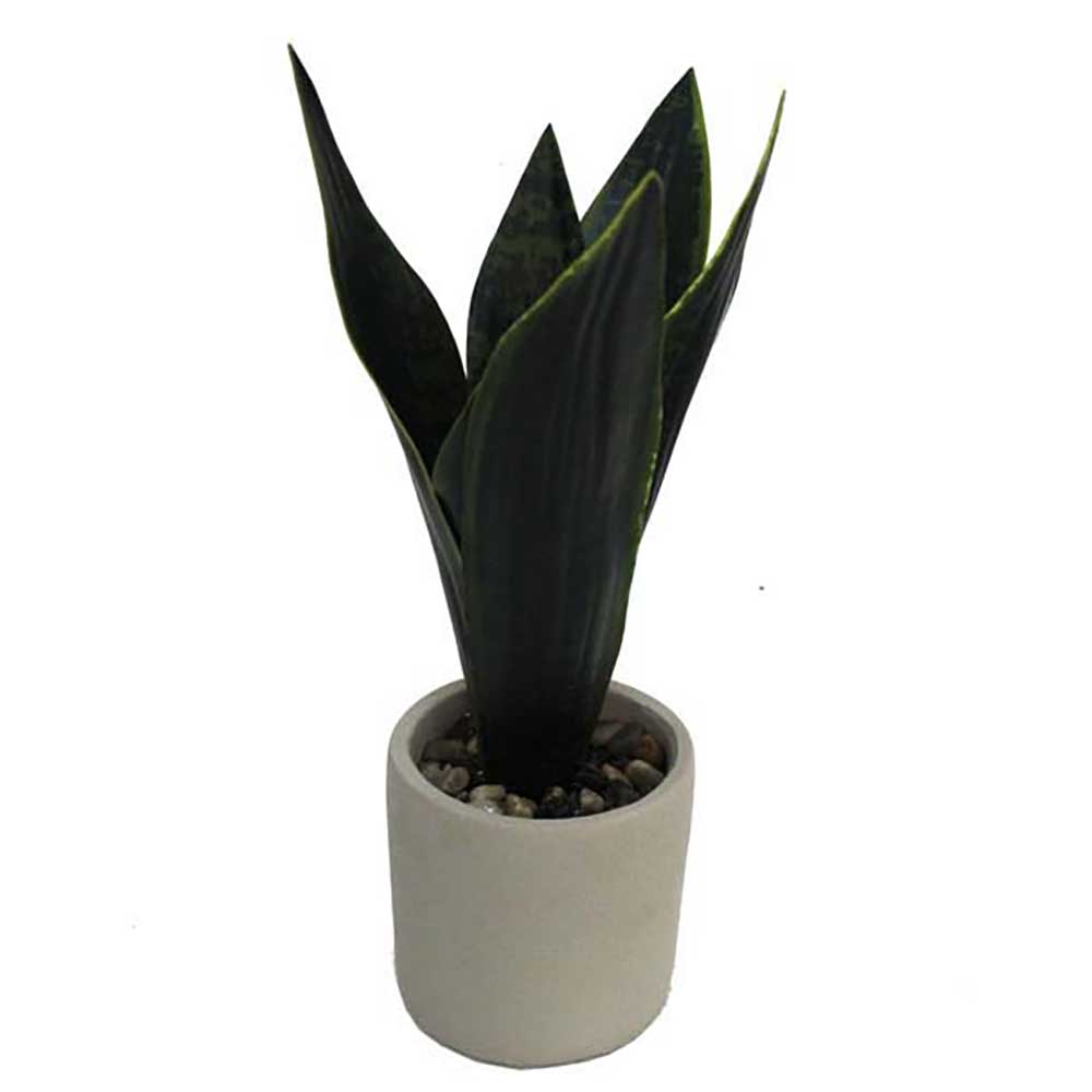 MC2315 Sansevieria