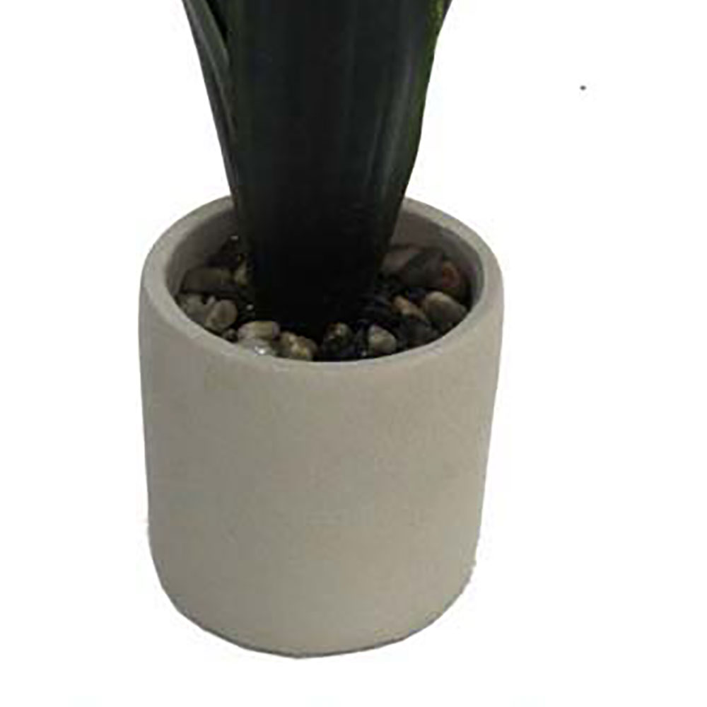 MC2315 Sansevieria