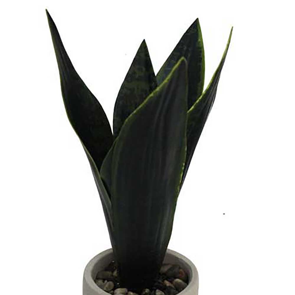 MC2315 Sansevieria