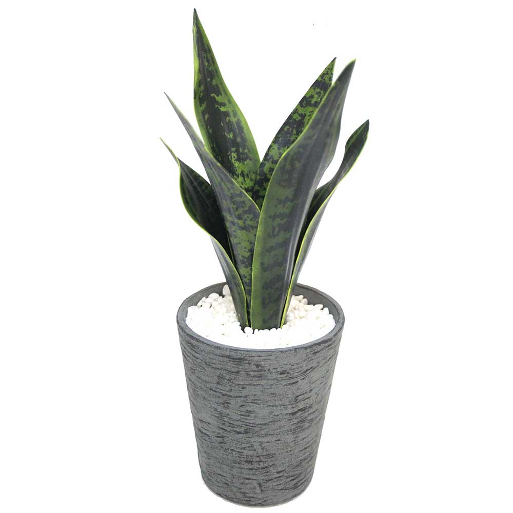 MC2479 Sansevieria