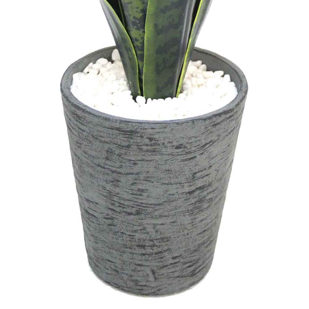 MC2479 Sansevieria