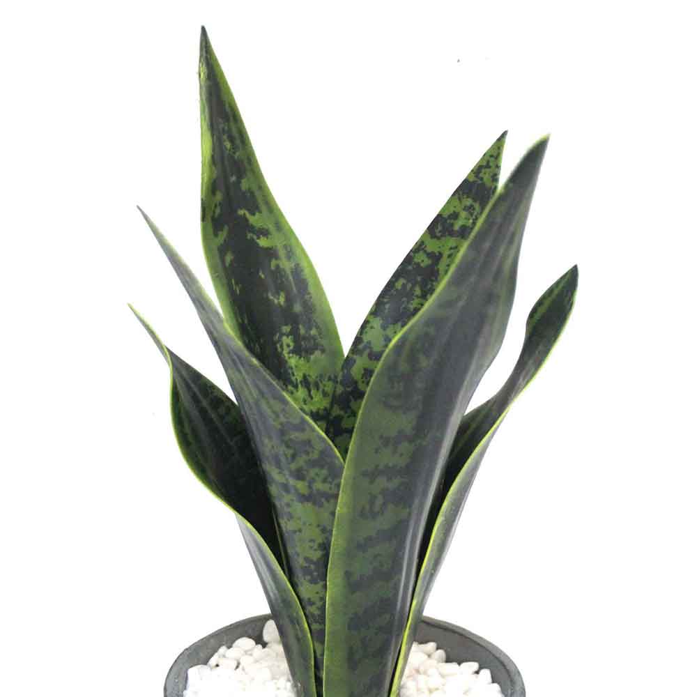 MC2479 Sansevieria