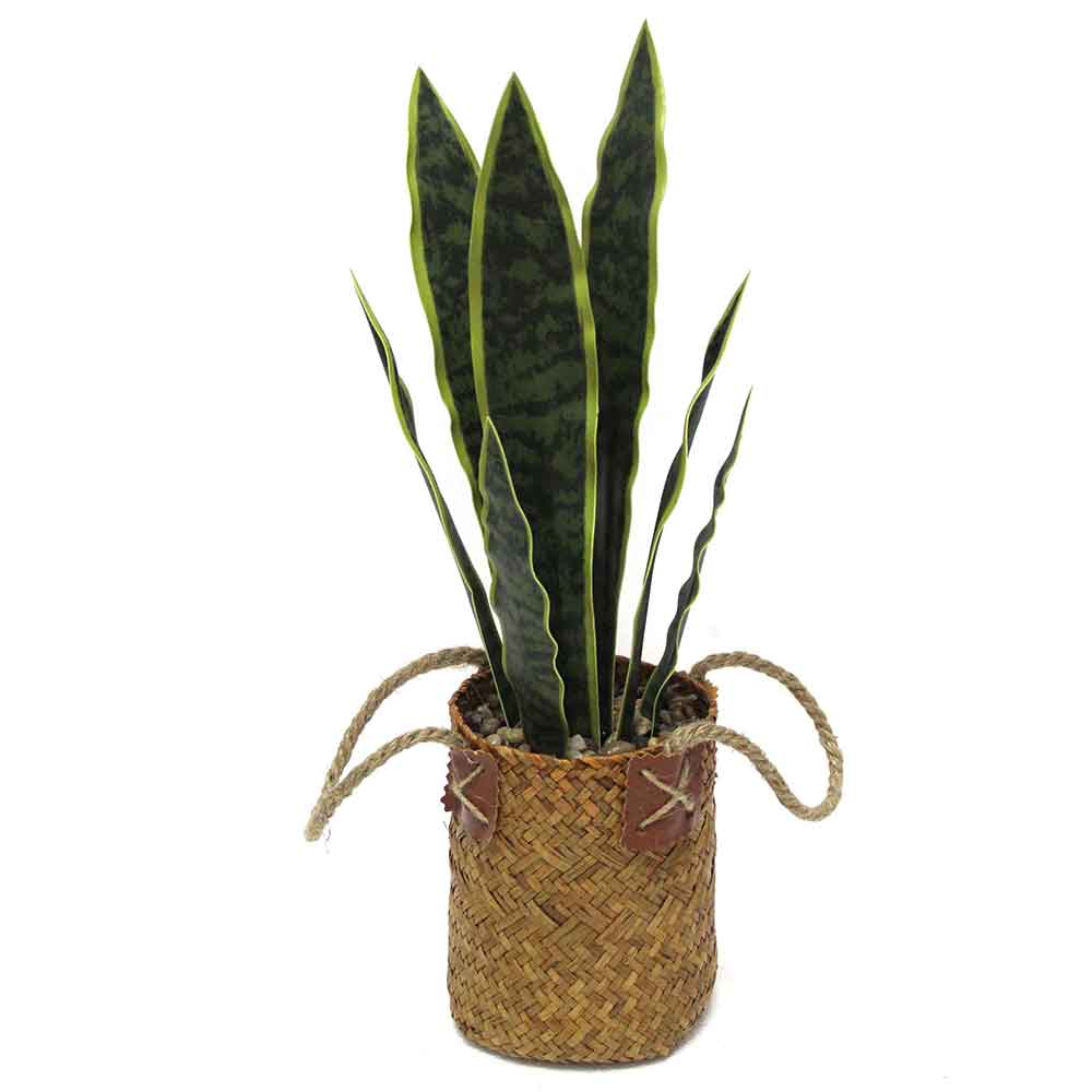 MC2569 Sansevieria