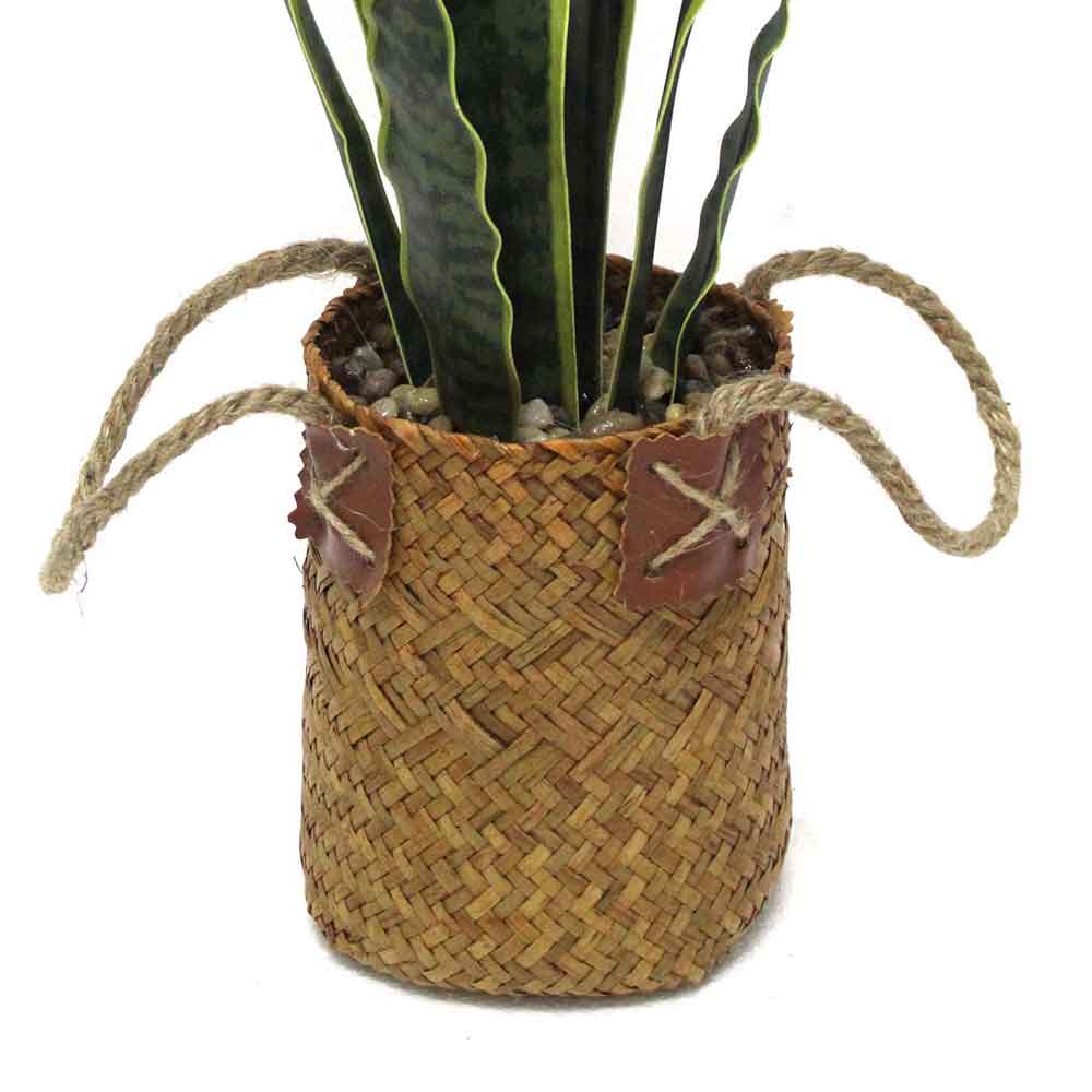 MC2569 Sansevieria