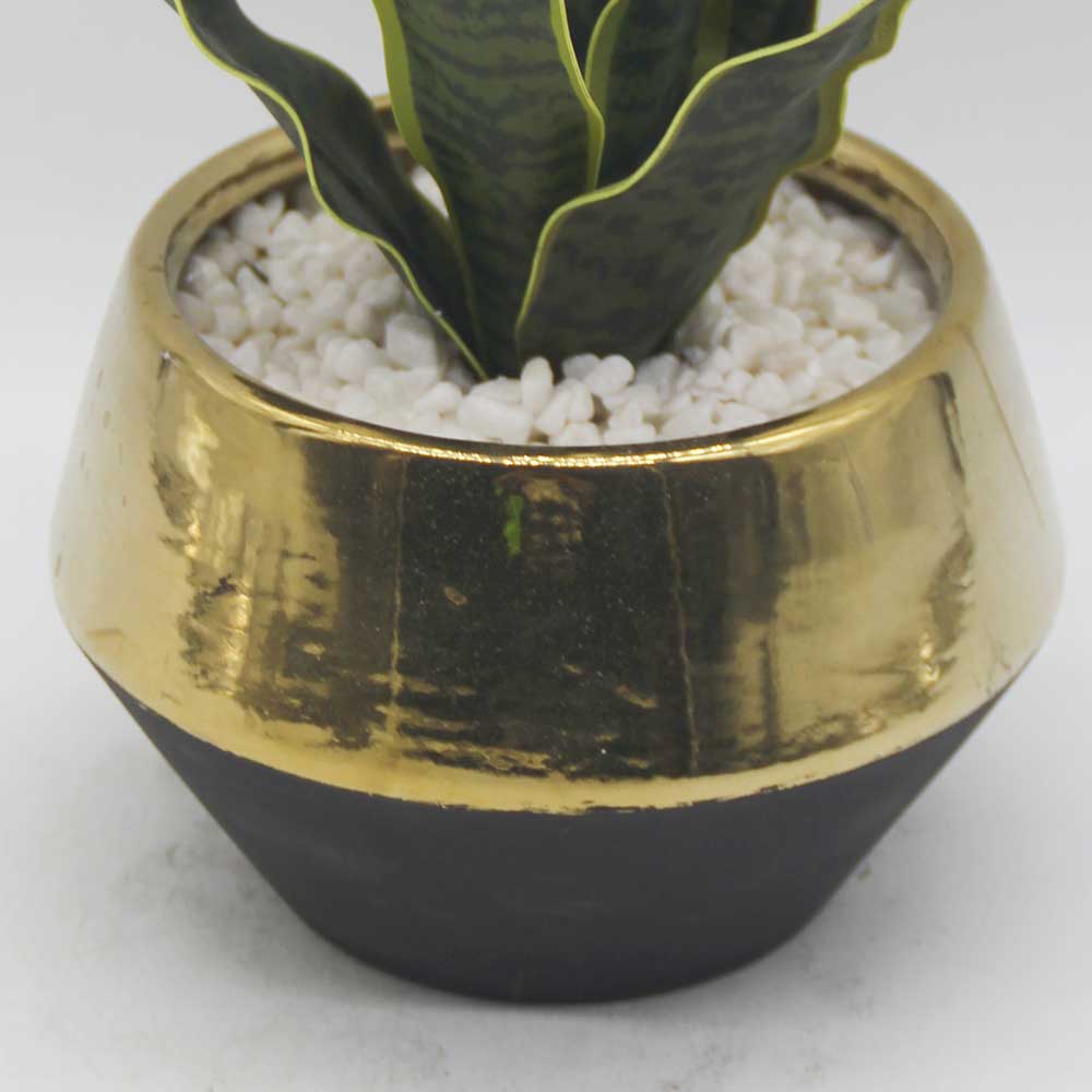 MC3491 Sansevieria