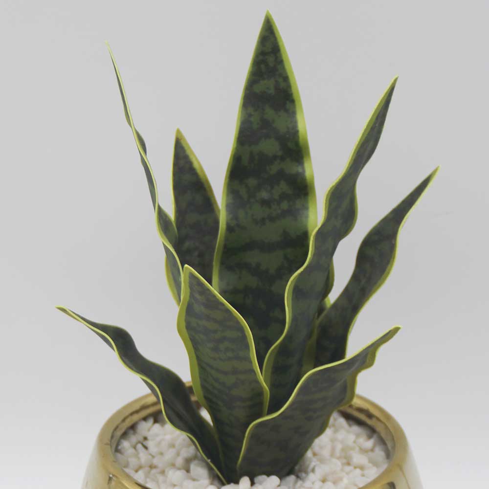 MC3491 Sansevieria