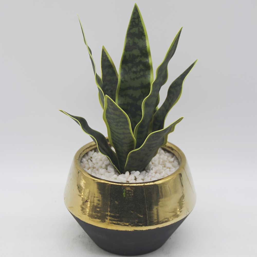 MC3491 Sansevieria