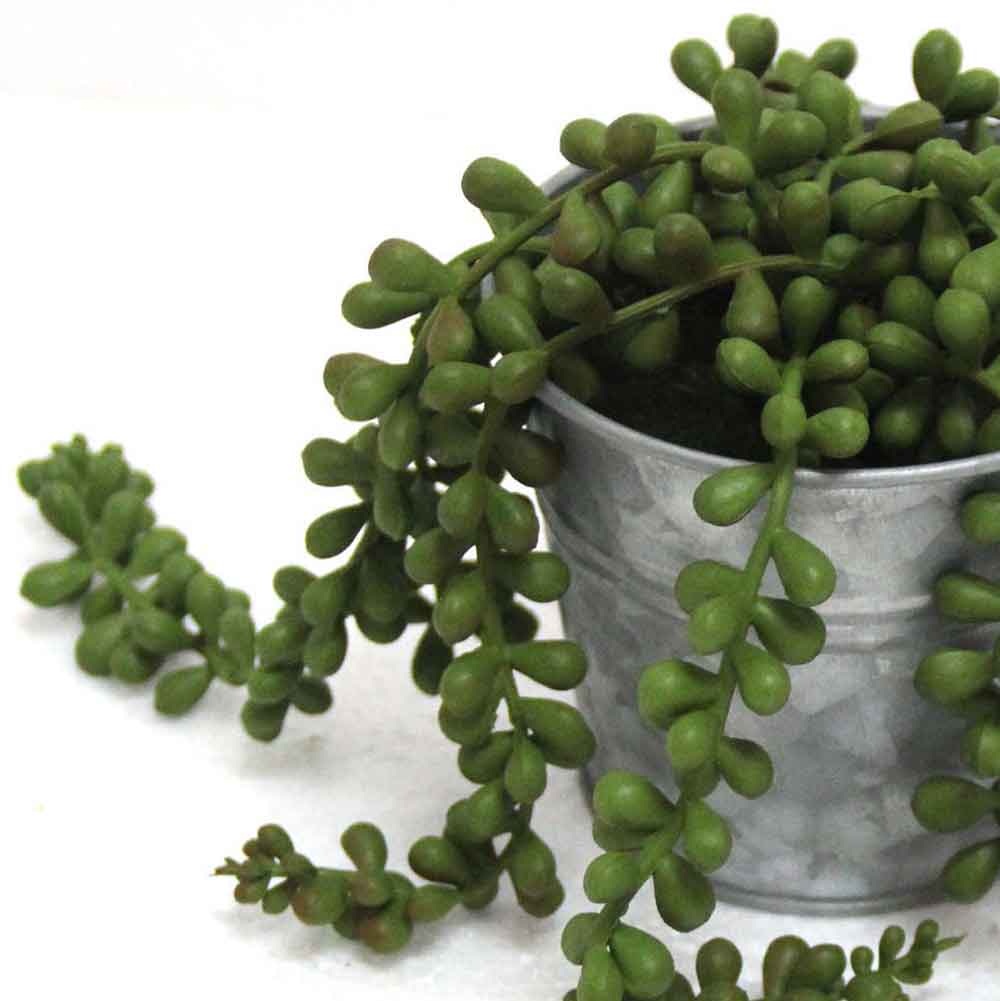 MC2638 String of pearls 