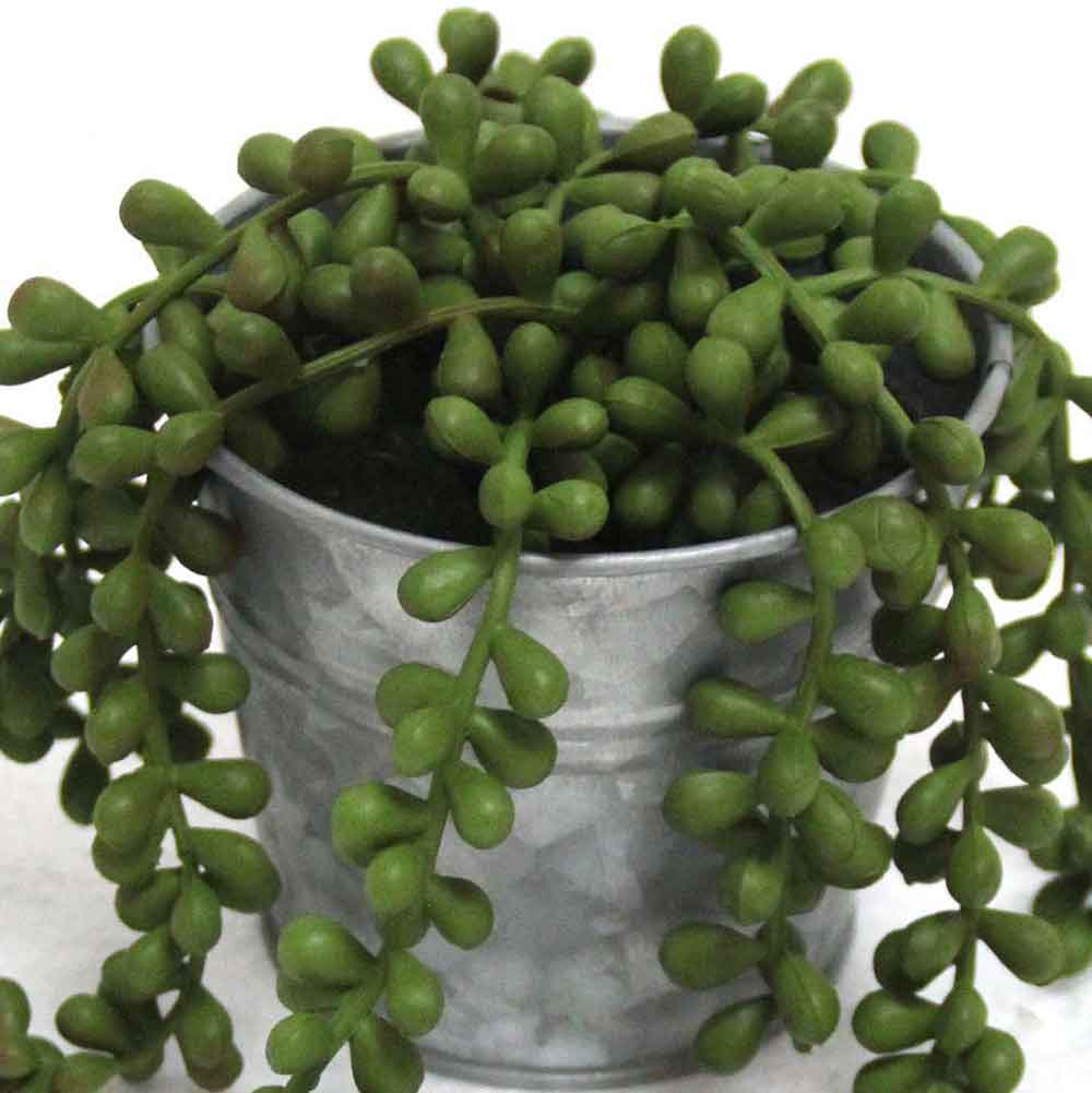 MC2638 String of pearls 