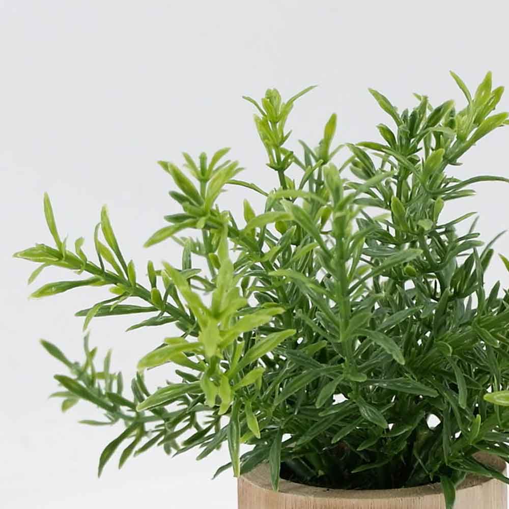 MC21-10131M Rosemary