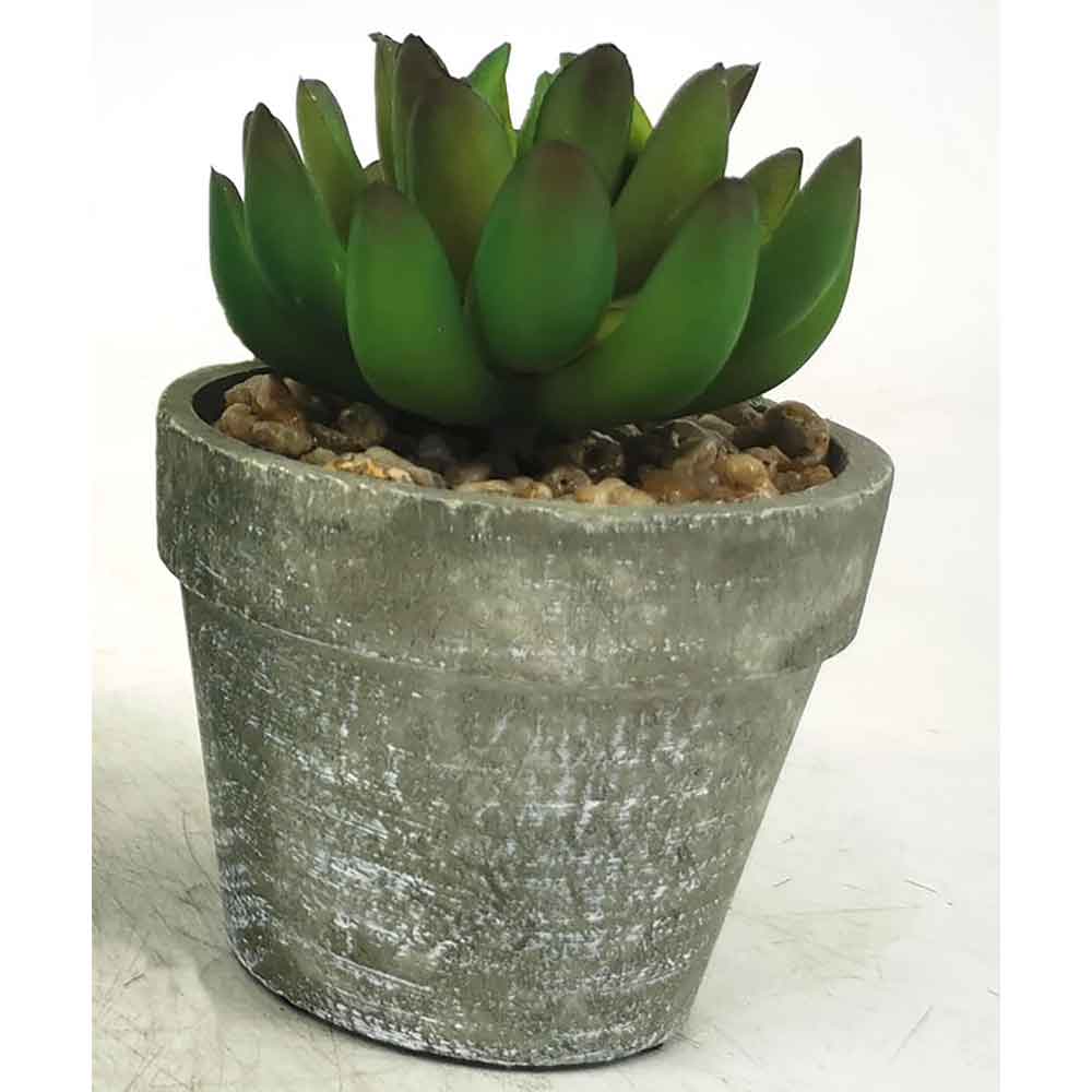 MC18-4670Z Assorted succulent