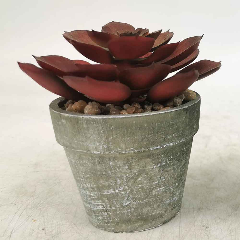 MC18-4670Z Assorted succulent