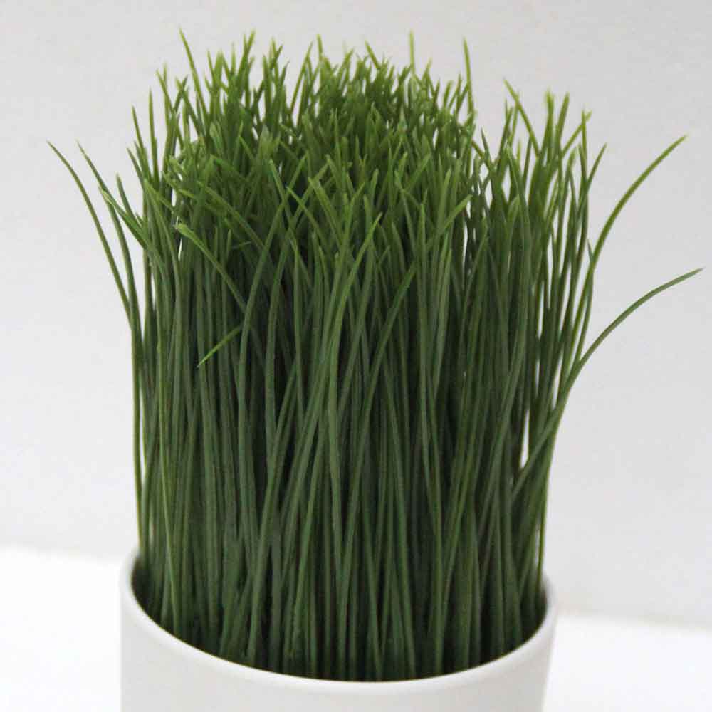 MC2551 Grass