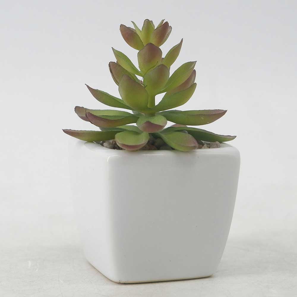 MC19-7719P Succulent Lotus