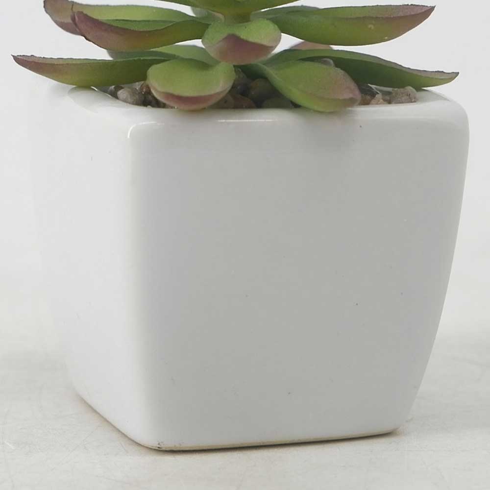 MC19-7719P Succulent Lotus