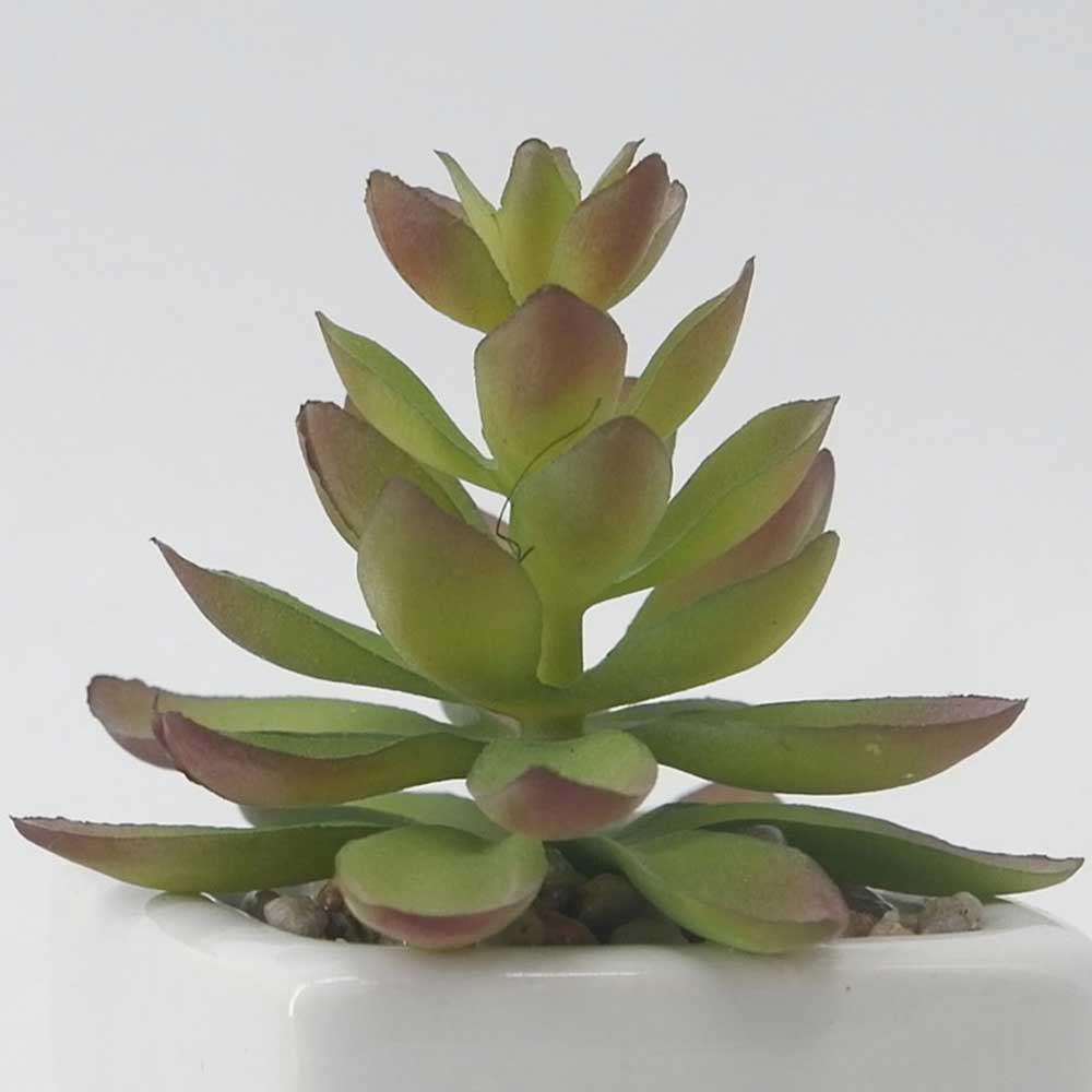 MC19-7719P Succulent Lotus