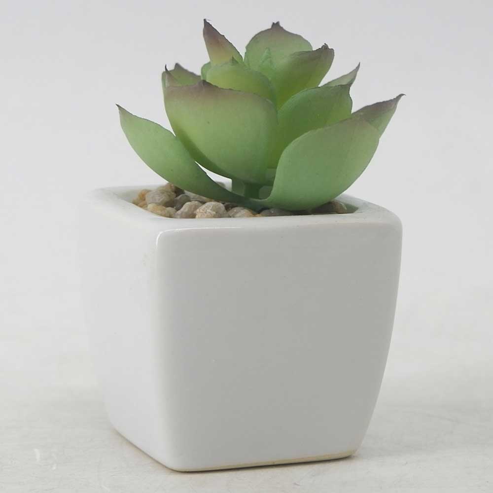 MC19-7720P Succulent Lotus