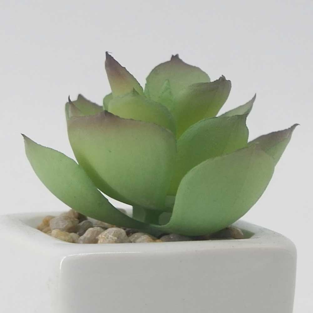 MC19-7720P Succulent Lotus