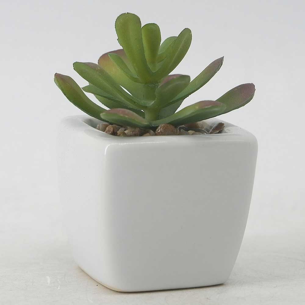 MC19-7721P Succulent Lotus