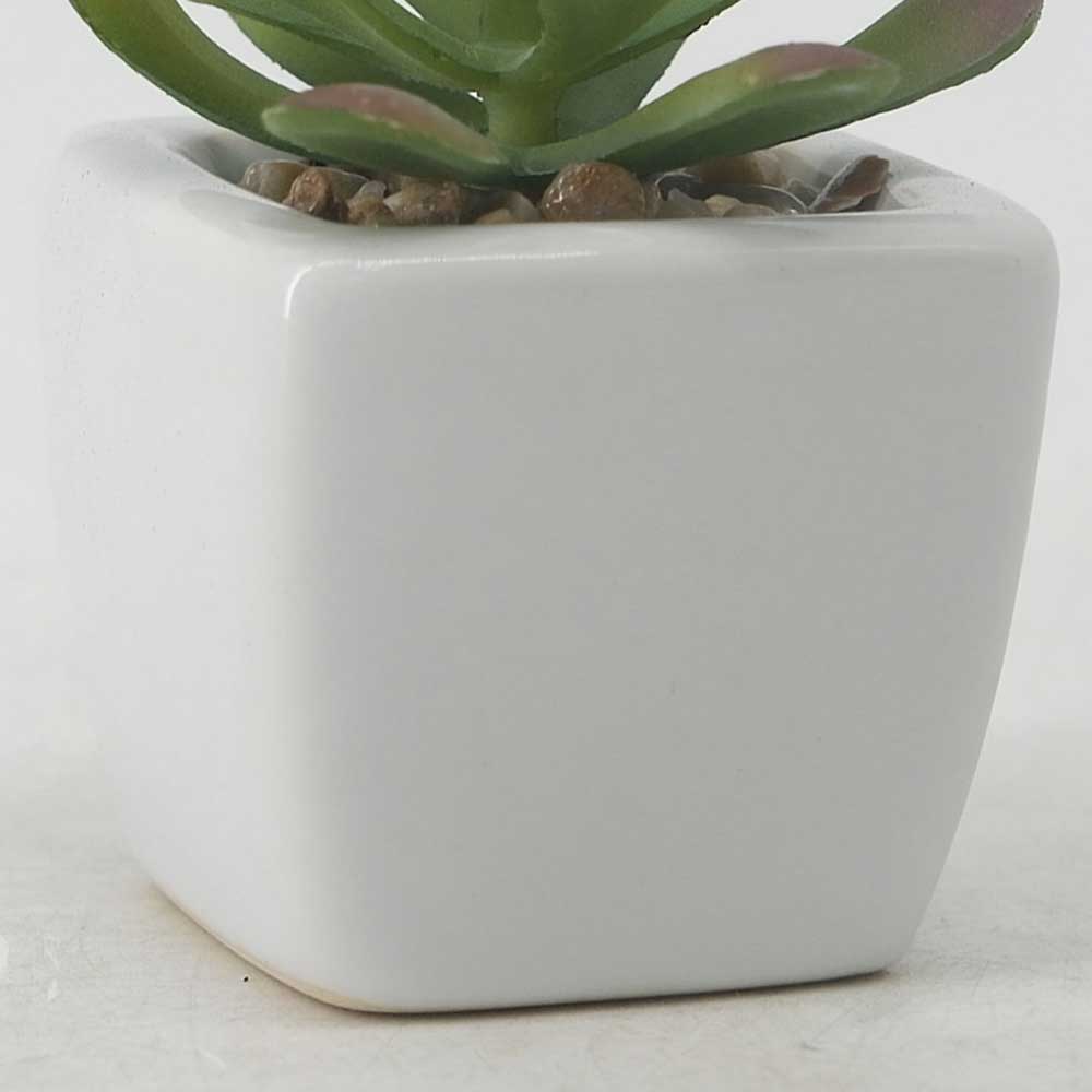 MC19-7721P Succulent Lotus