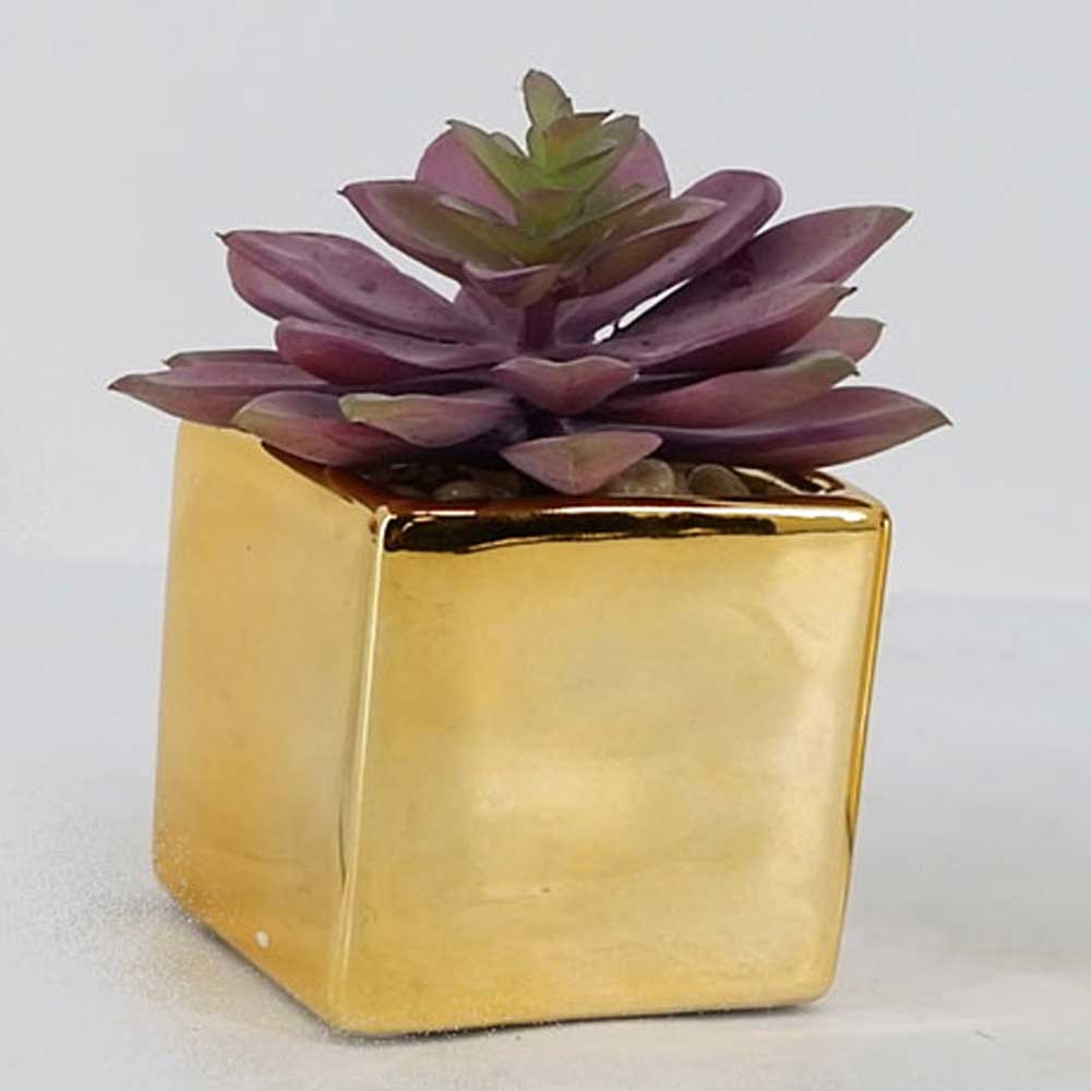 MC19-7867P Succulent Lotus