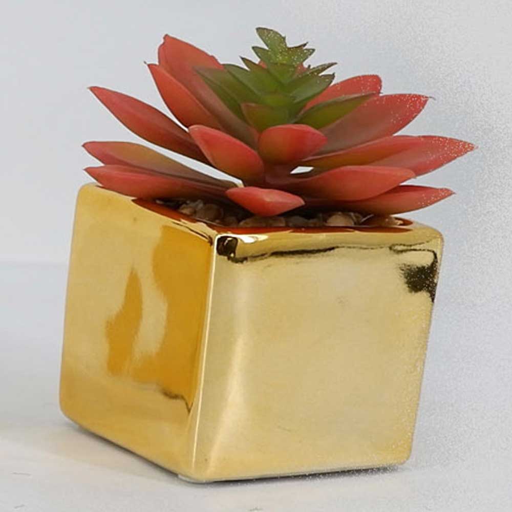 MC19-7867P Succulent Lotus