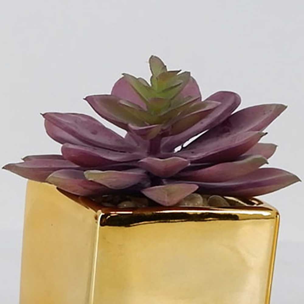 MC19-7867P Succulent Lotus