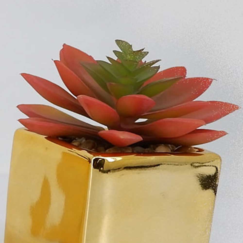 MC19-7867P Succulent Lotus