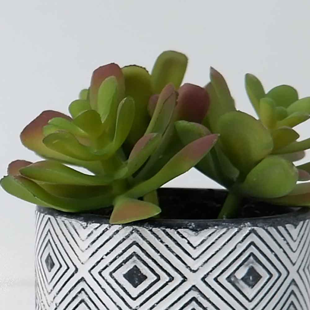 MC19-7888P Succulent Lotus