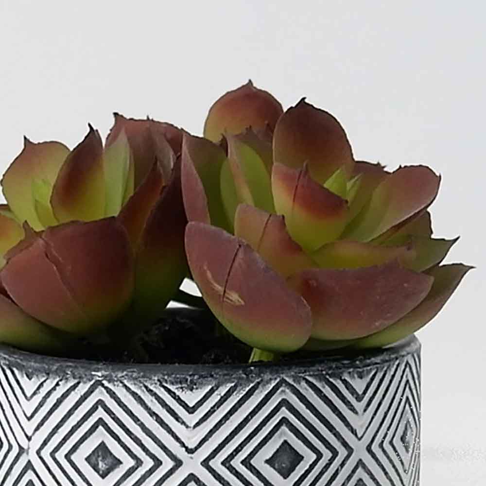 MC19-7888P Succulent Lotus