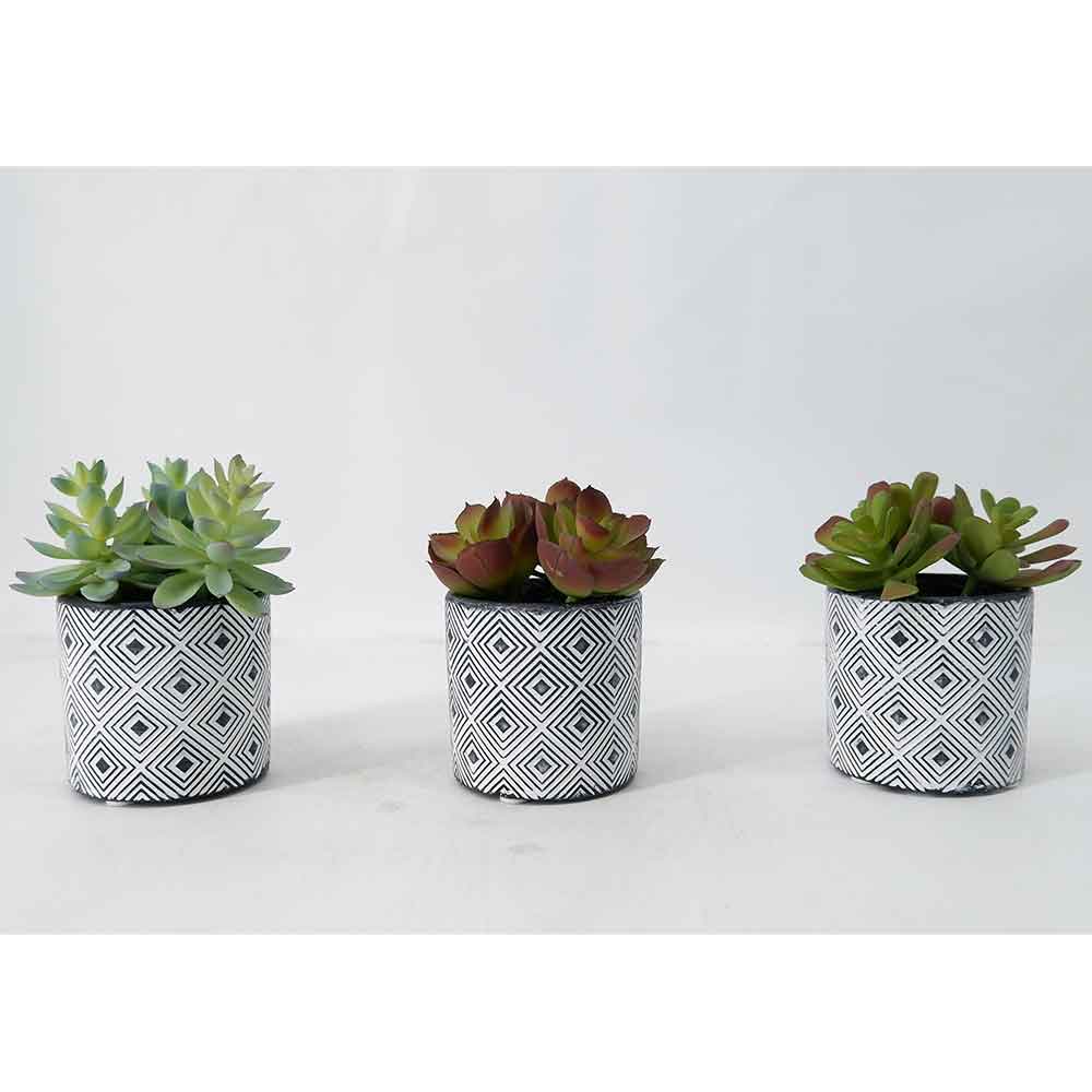 MC19-7888P Succulent Lotus