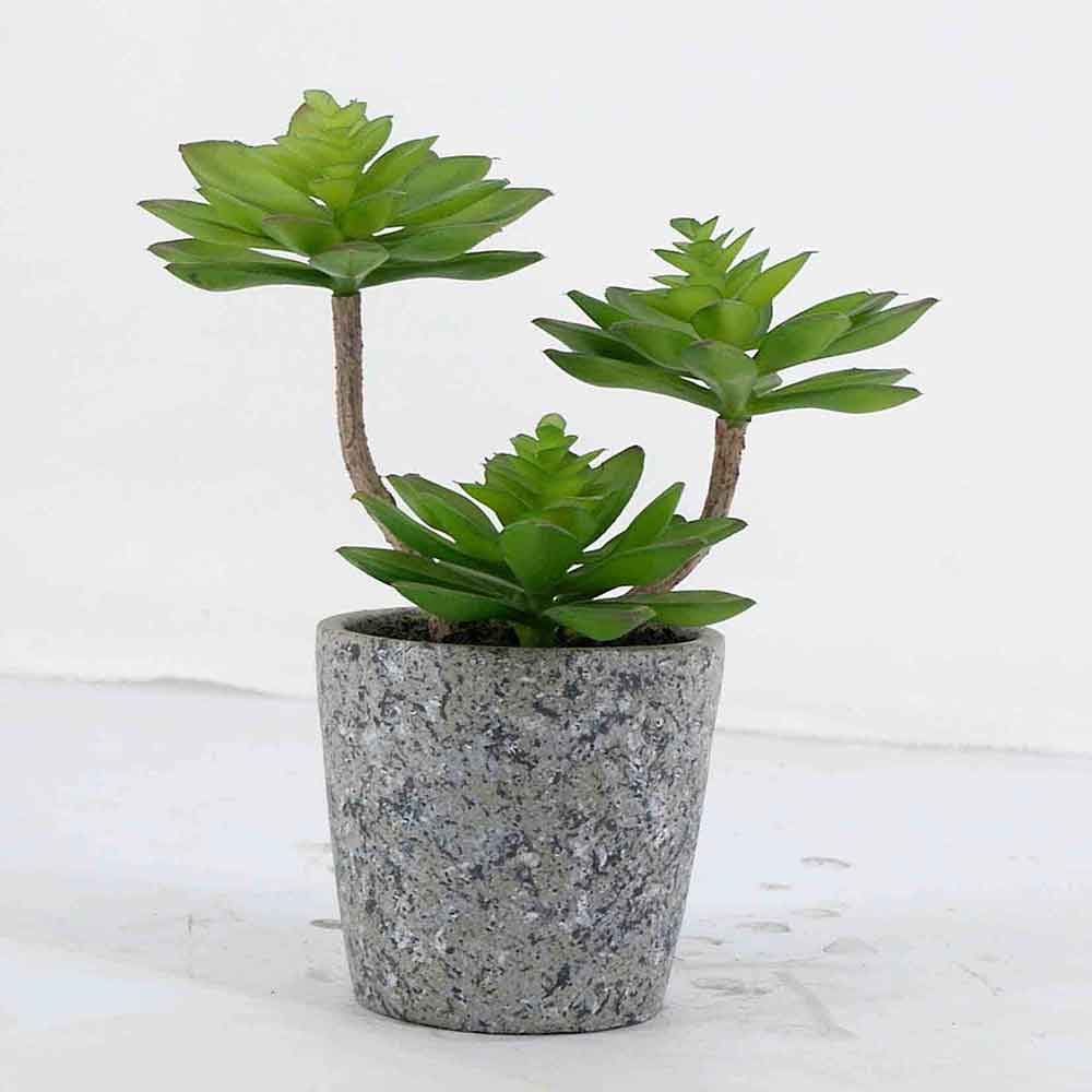 MC19-8078S Succulent Lotus