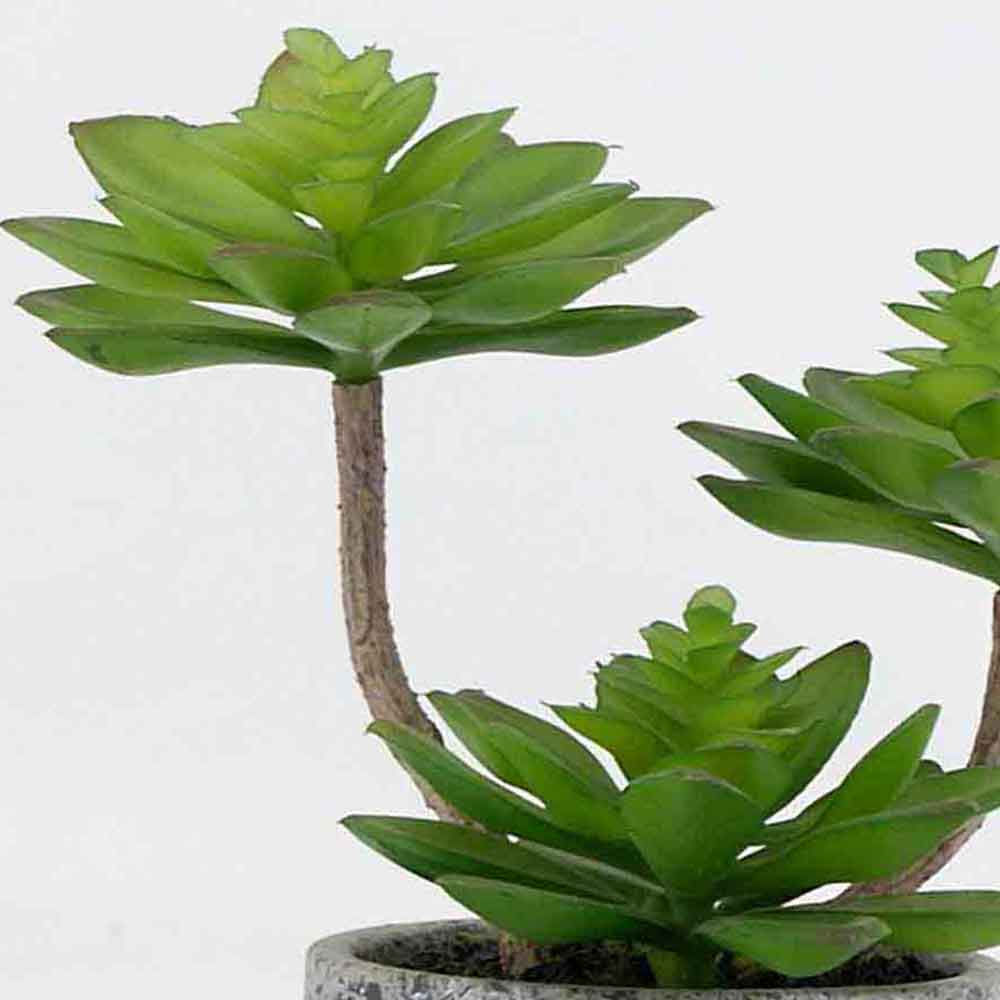 MC19-8078S Succulent Lotus