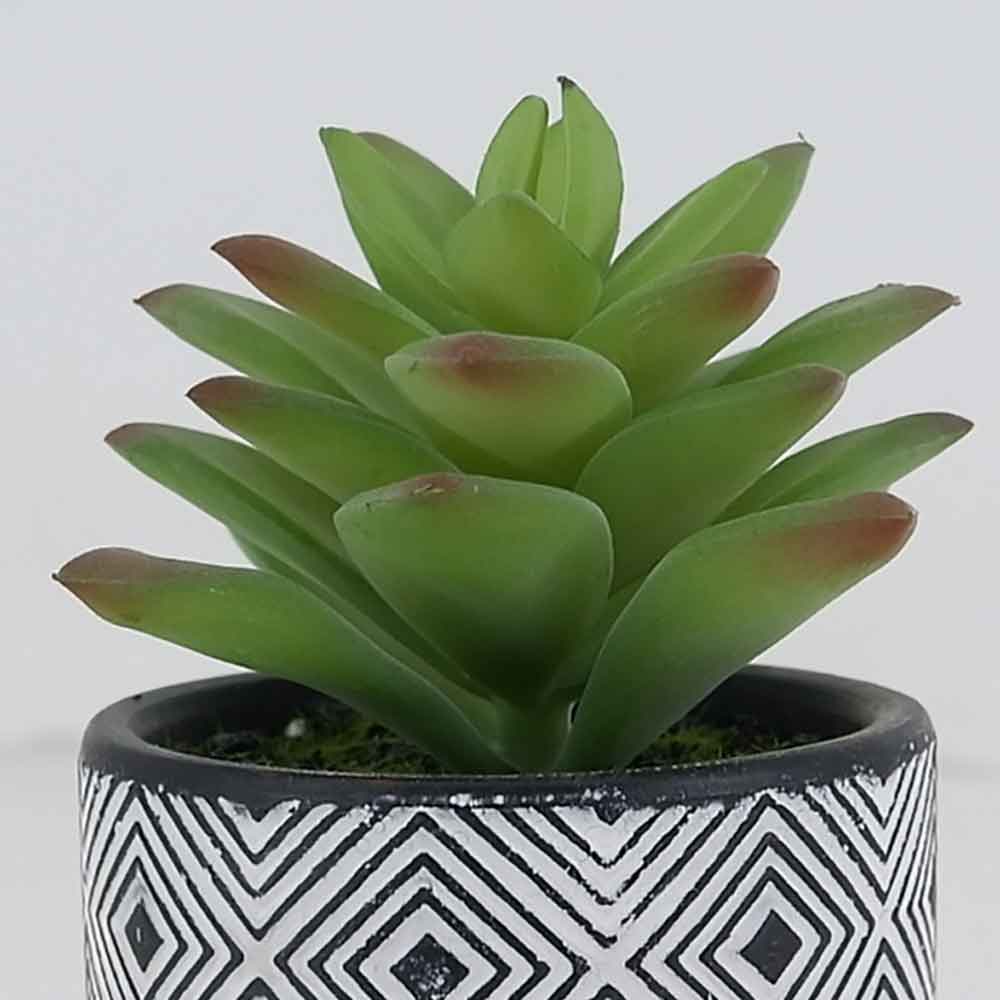 MC19-8193P Succulent Lotus