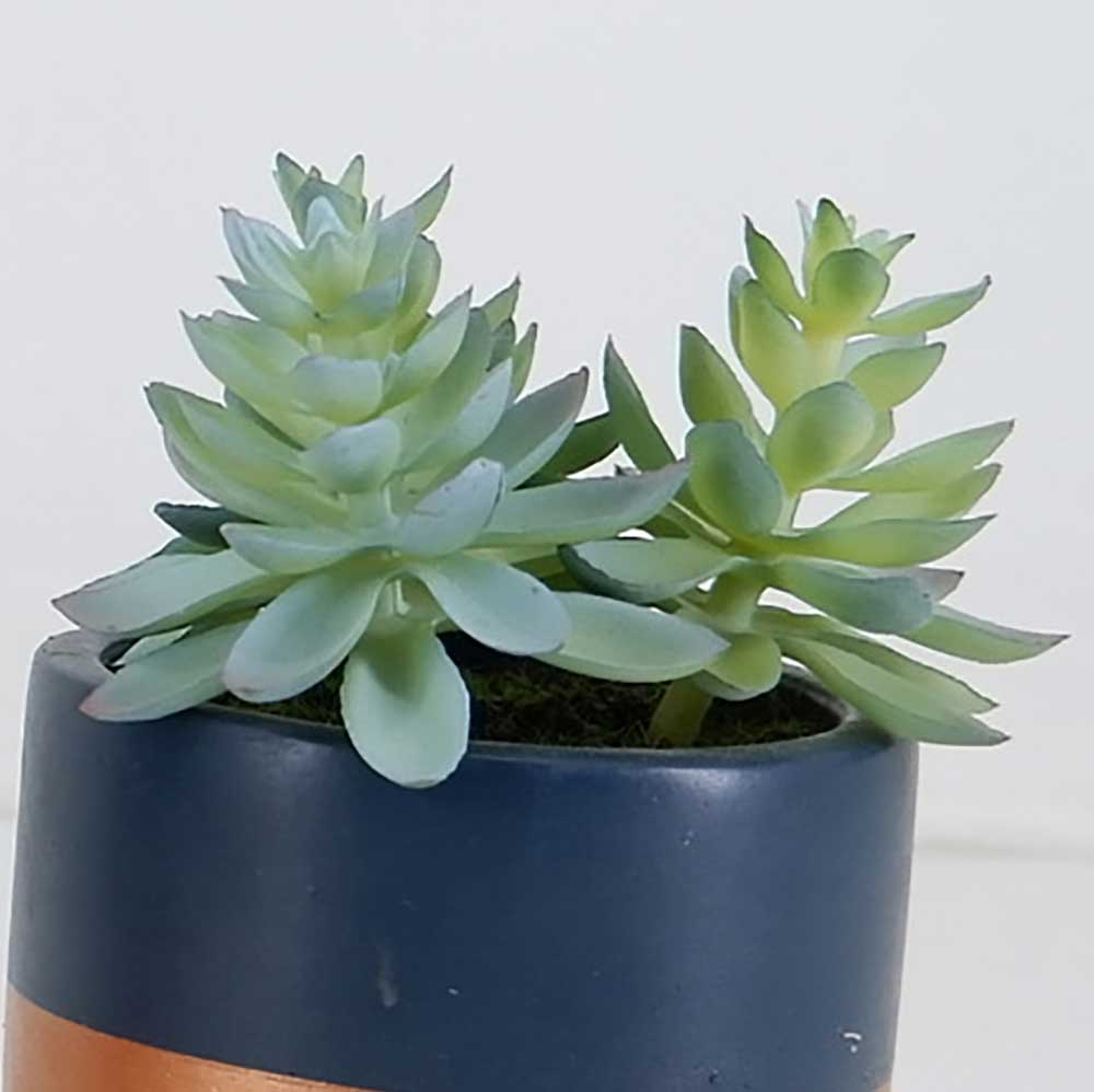 MC19-8197S Succulent Lotus