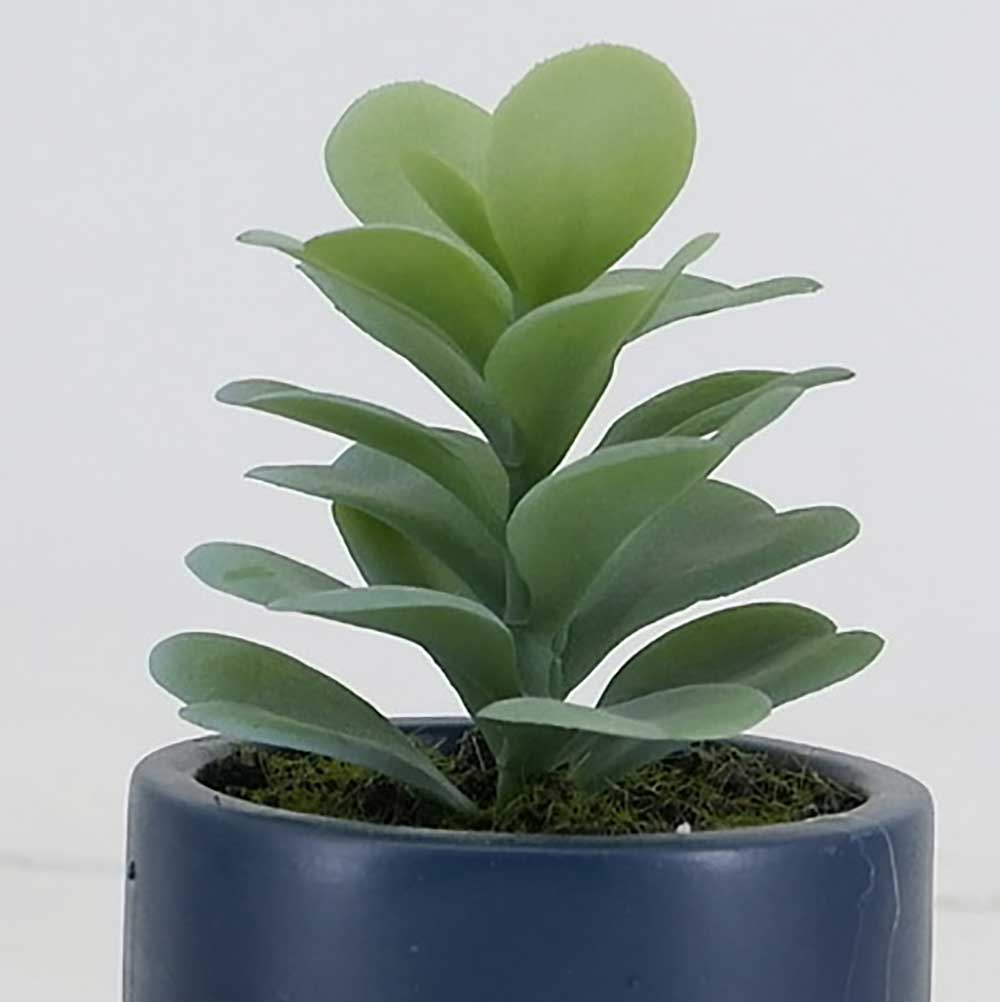 MC19-8197S Succulent Lotus