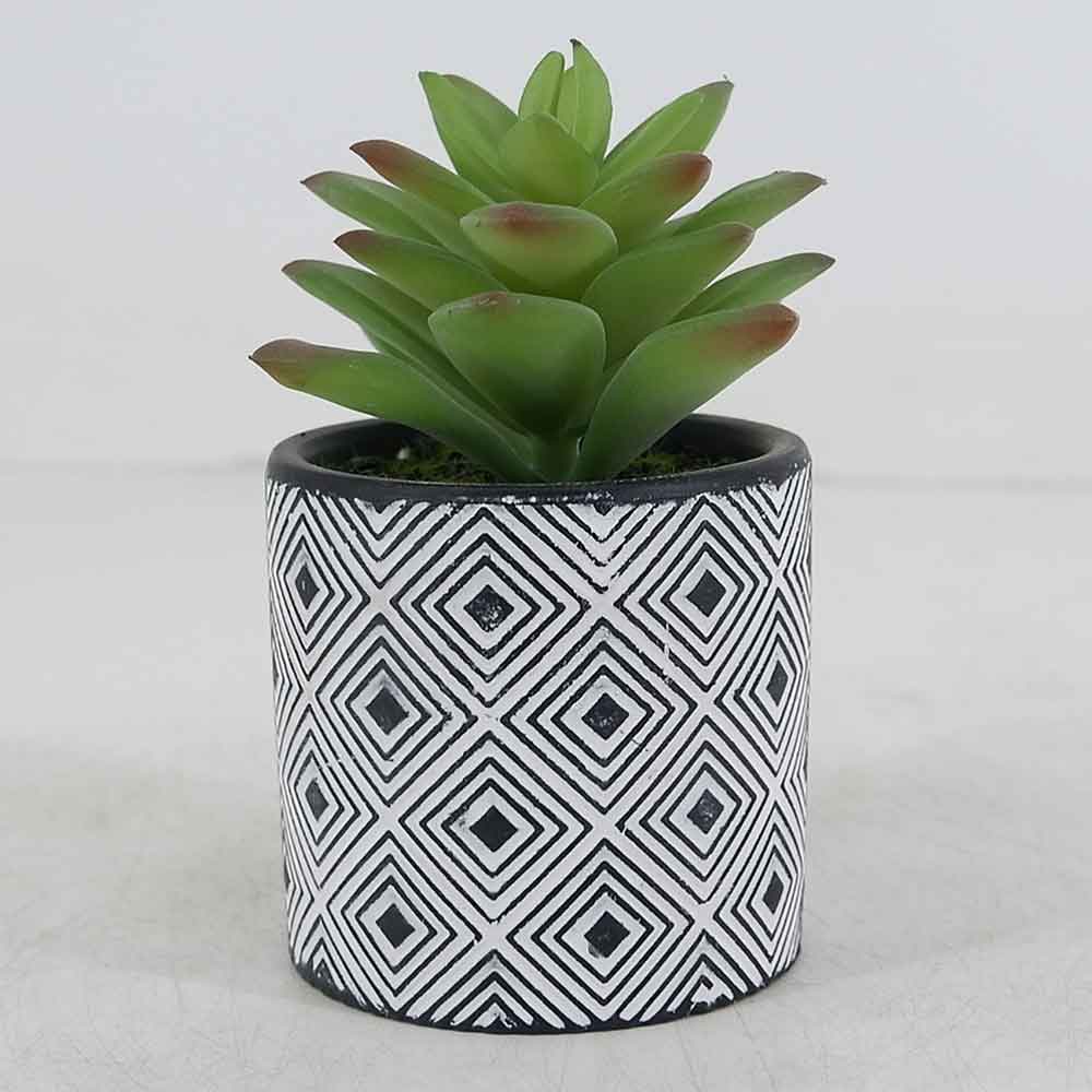 MC19-8193P Succulent Lotus