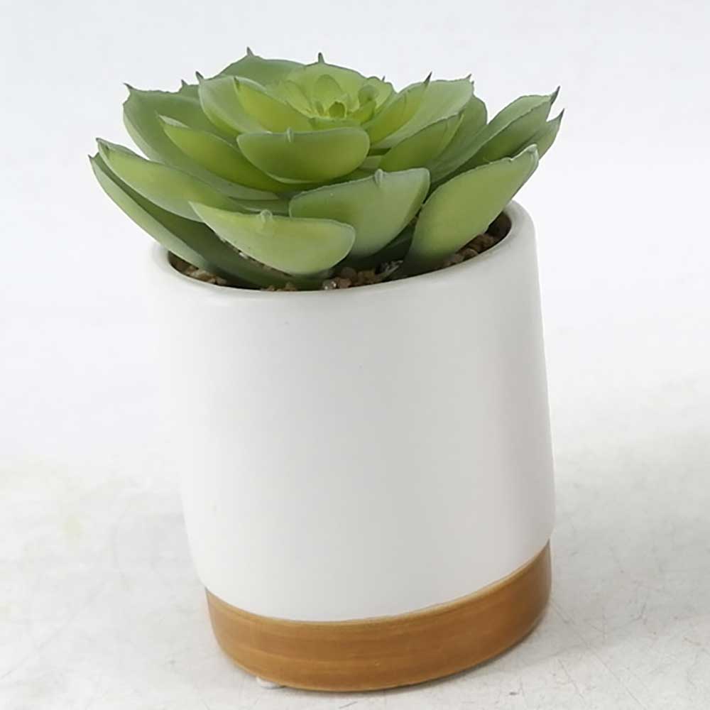 MC20-9523P Succulent Lotus